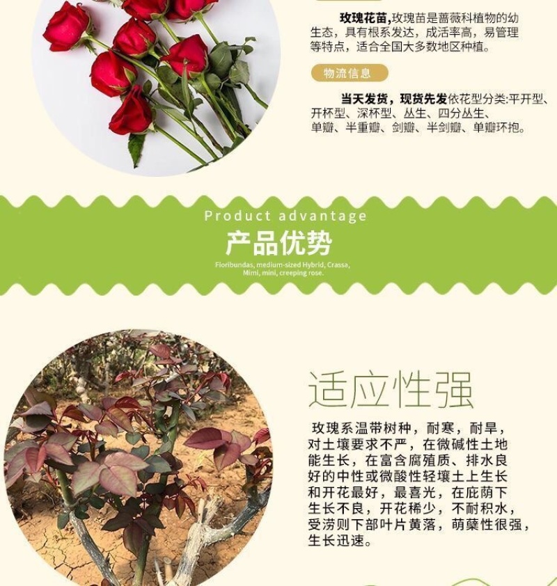 100棵起订顺丰包邮云南昆明精品红玫瑰月季大苗，绿化工程苗