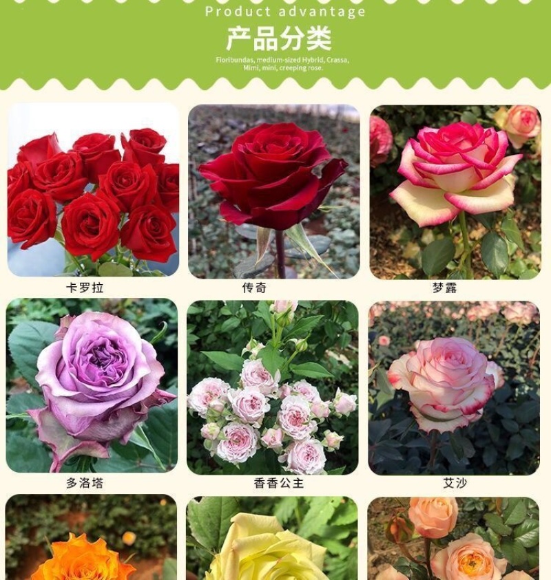 100棵起订顺丰包邮云南昆明精品红玫瑰月季大苗，绿化工程苗