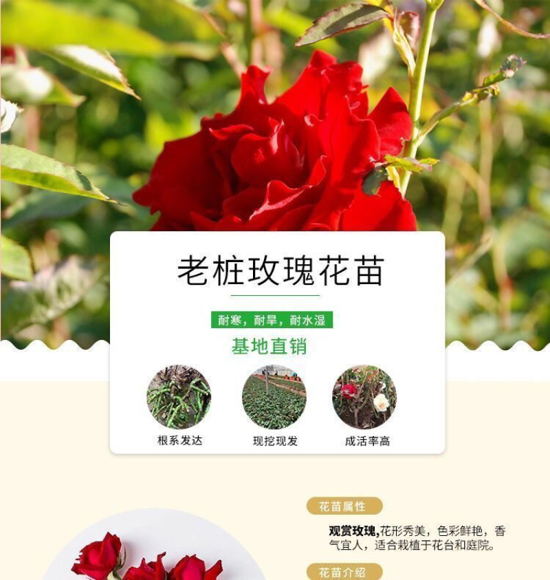 100棵起订顺丰包邮云南昆明精品红玫瑰月季大苗，绿化工程苗