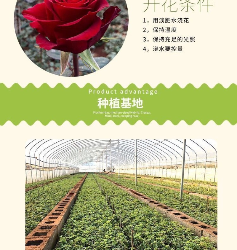 100棵起订顺丰包邮云南昆明精品红玫瑰月季大苗，绿化工程苗