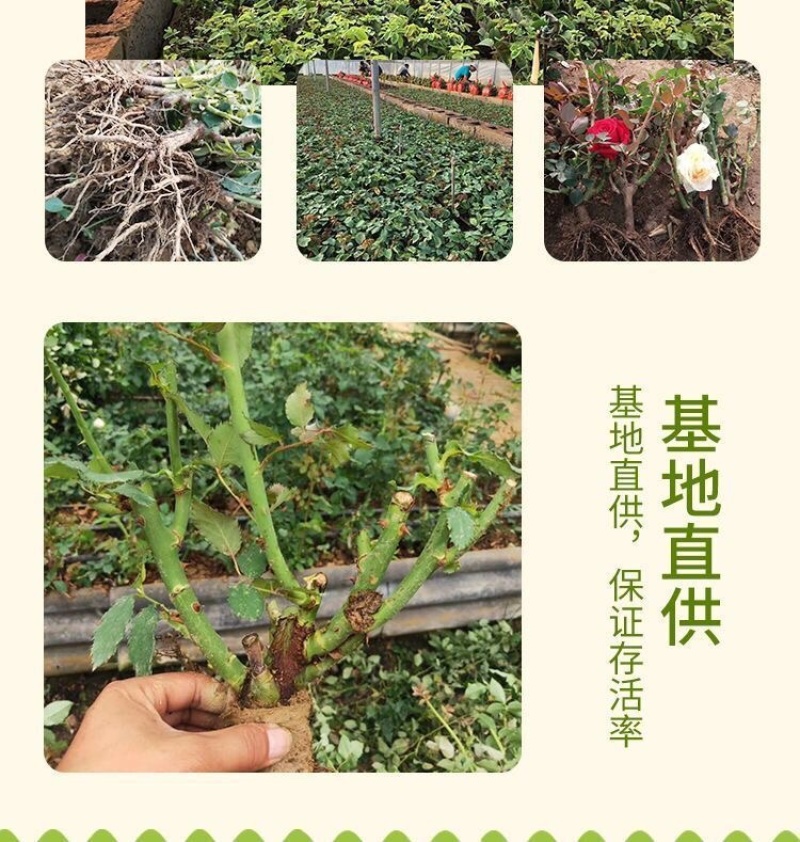 100棵起订顺丰包邮云南昆明精品红玫瑰月季大苗，绿化工程苗