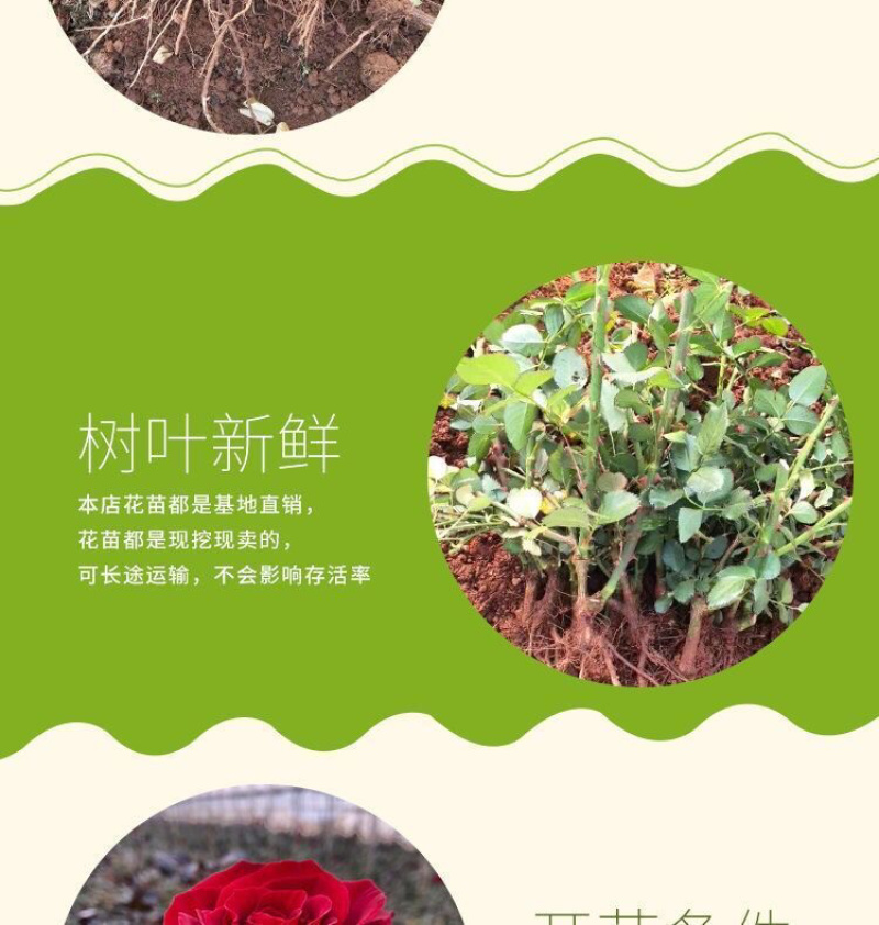 100棵起订顺丰包邮云南昆明精品红玫瑰月季大苗，绿化工程苗