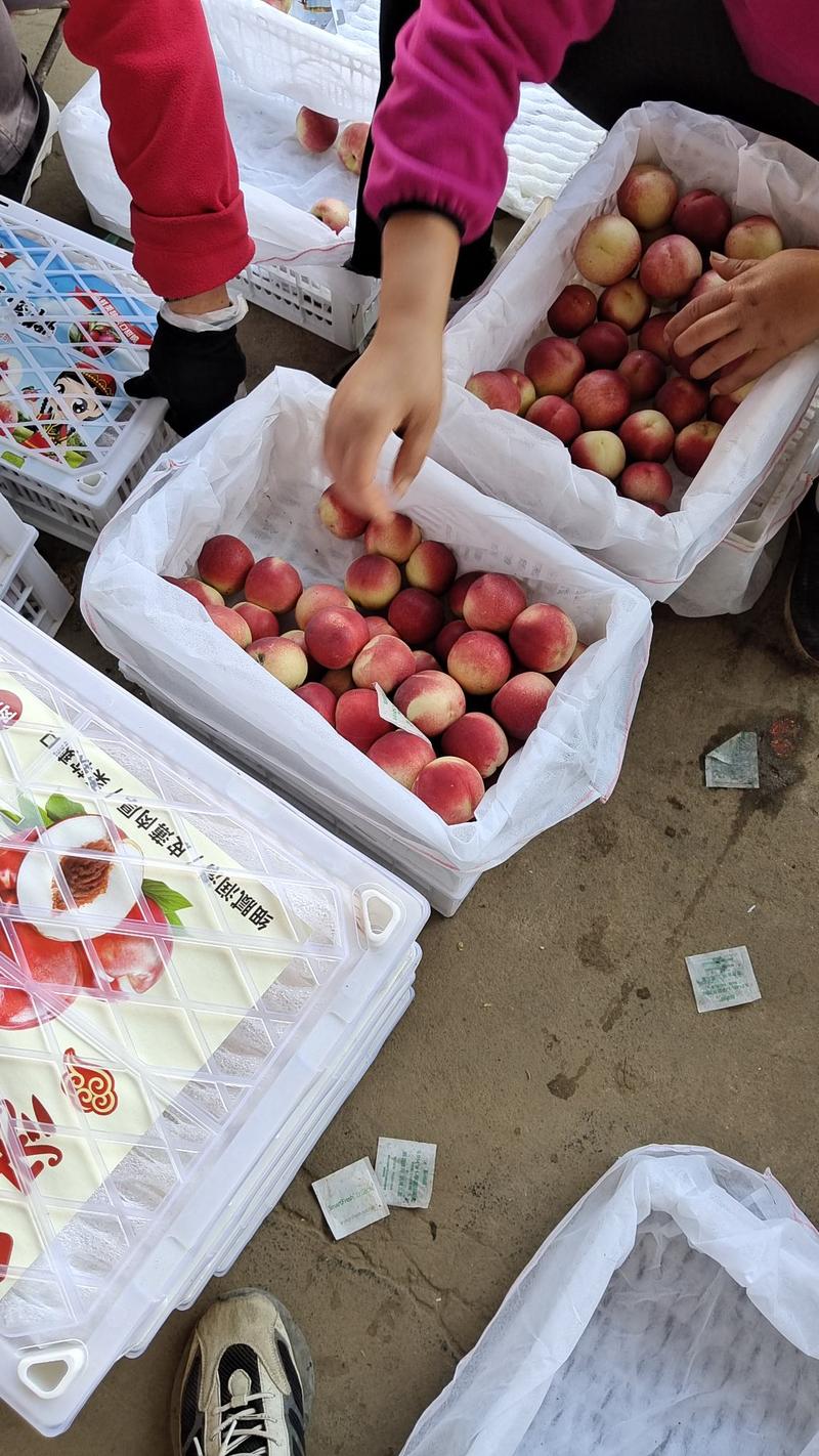 【油桃】大荔珍珠枣油桃大量上市脆甜多汁可视频看货