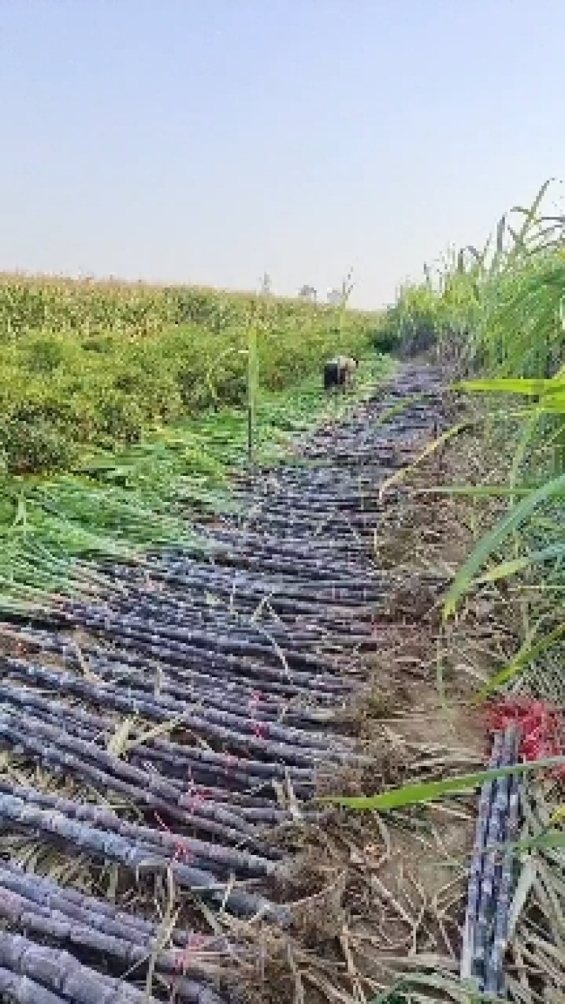 河南省商丘市黑皮果蔗大量上市，货源充足，代收代发