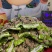 牛肉丸潮汕手工牛筋丸丸类火锅实体店SS类别中端丸子
