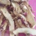 中药材新货知母片知母丁各种规格。量大从优