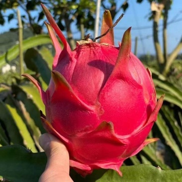 【红心火龙果】阳春火龙果大量上市产地直发全国供货