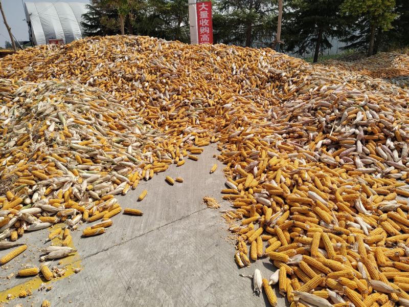 出售优质玉米棒，玉米粒