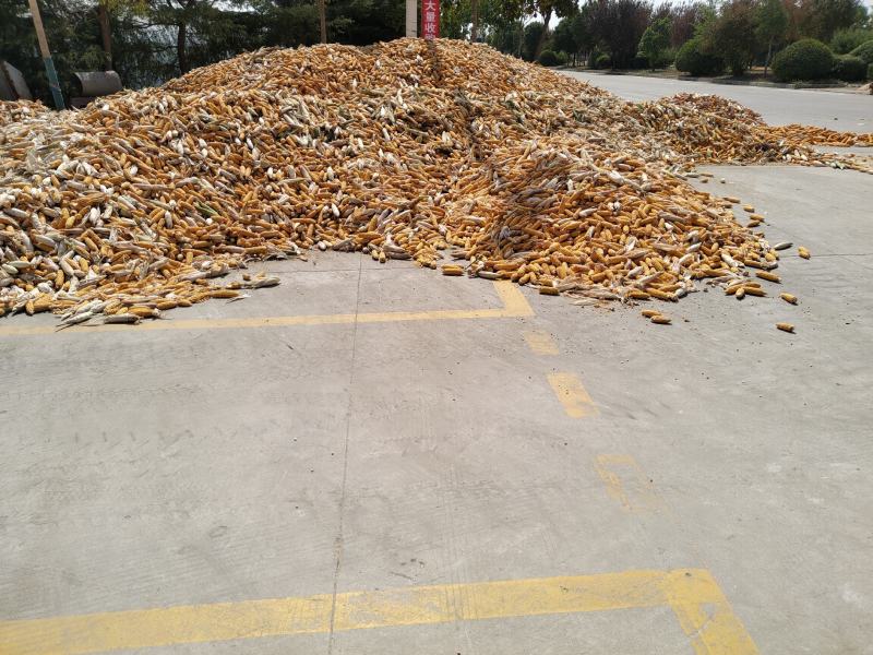 出售优质玉米棒，玉米粒