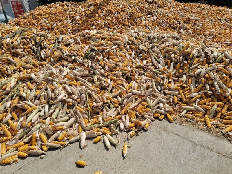 出售优质玉米棒，玉米粒