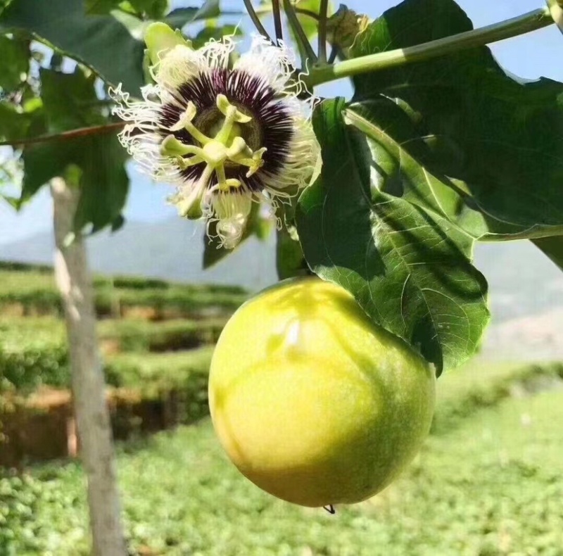 大量供应纯甜无酸精品钦蜜9号黄金百香果果园直发