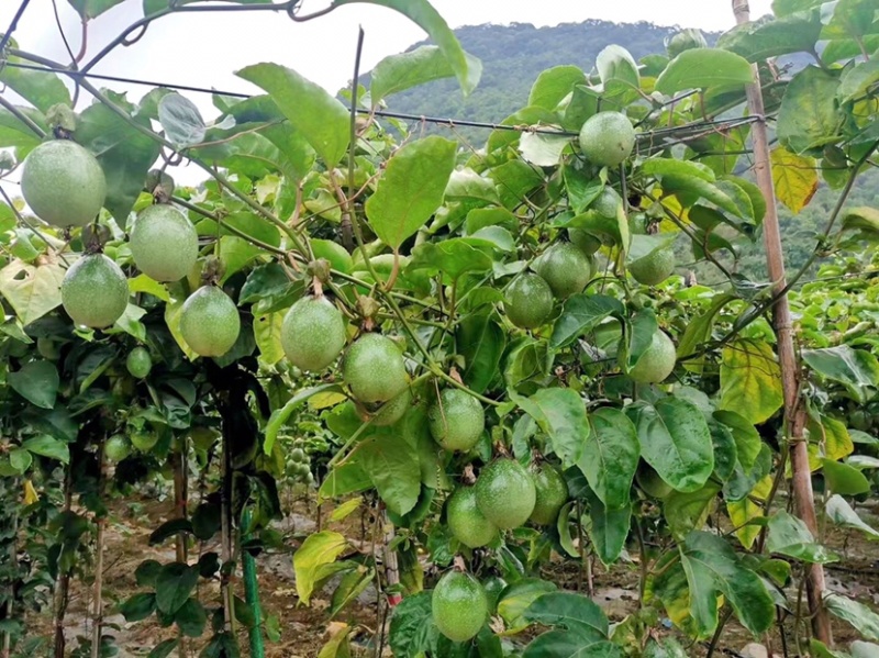 大量供应纯甜无酸精品钦蜜9号黄金百香果果园直发