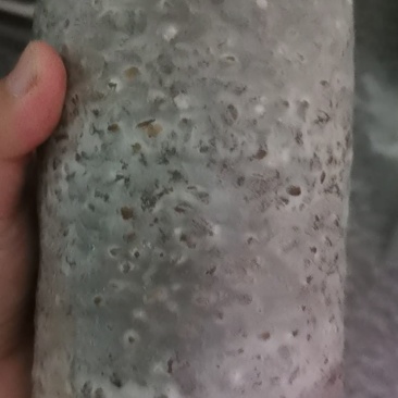 羊肚菌菌种，营养包。需要预订。百分之五十小麦，高产配方