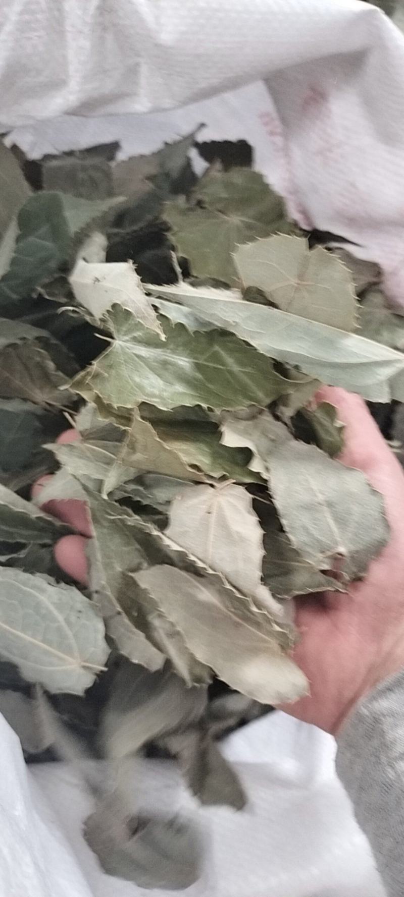 【精选】淫羊藿叶，工人手剪纯叶保质保量淫羊藿