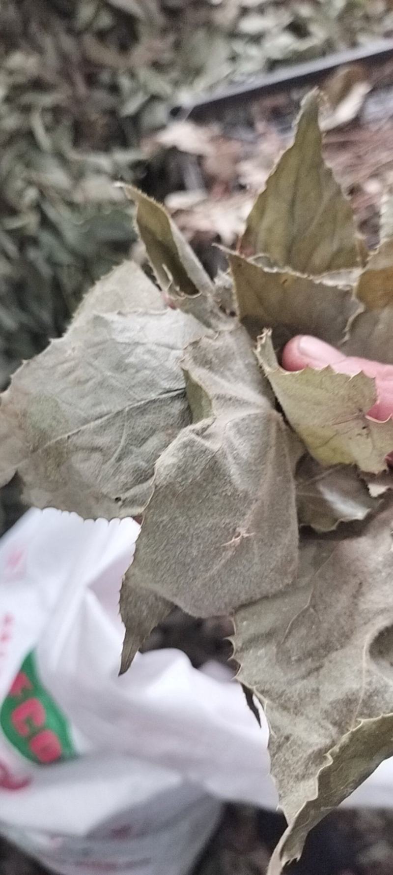 【精选】淫羊藿叶，工人手剪纯叶保质保量淫羊藿