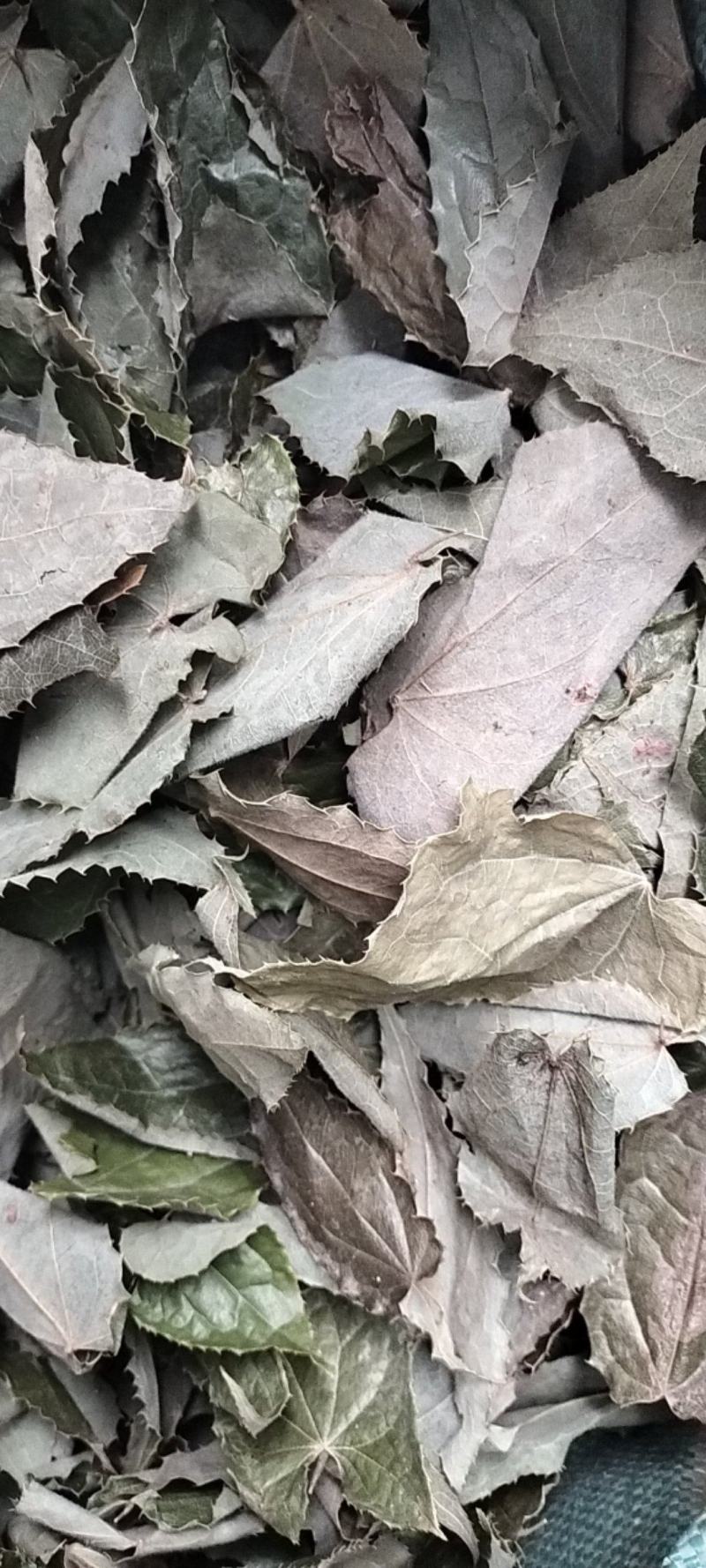 【精选】淫羊藿叶，工人手剪纯叶保质保量淫羊藿