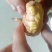 带皮板粟仁。真空包装，干净卫生，手工精挑，未清洗，原味。