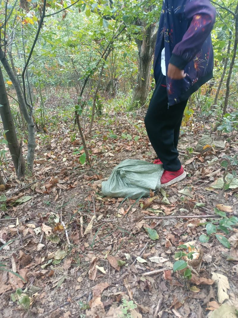 带皮板粟仁。真空包装，干净卫生，手工精挑，未清洗，原味。