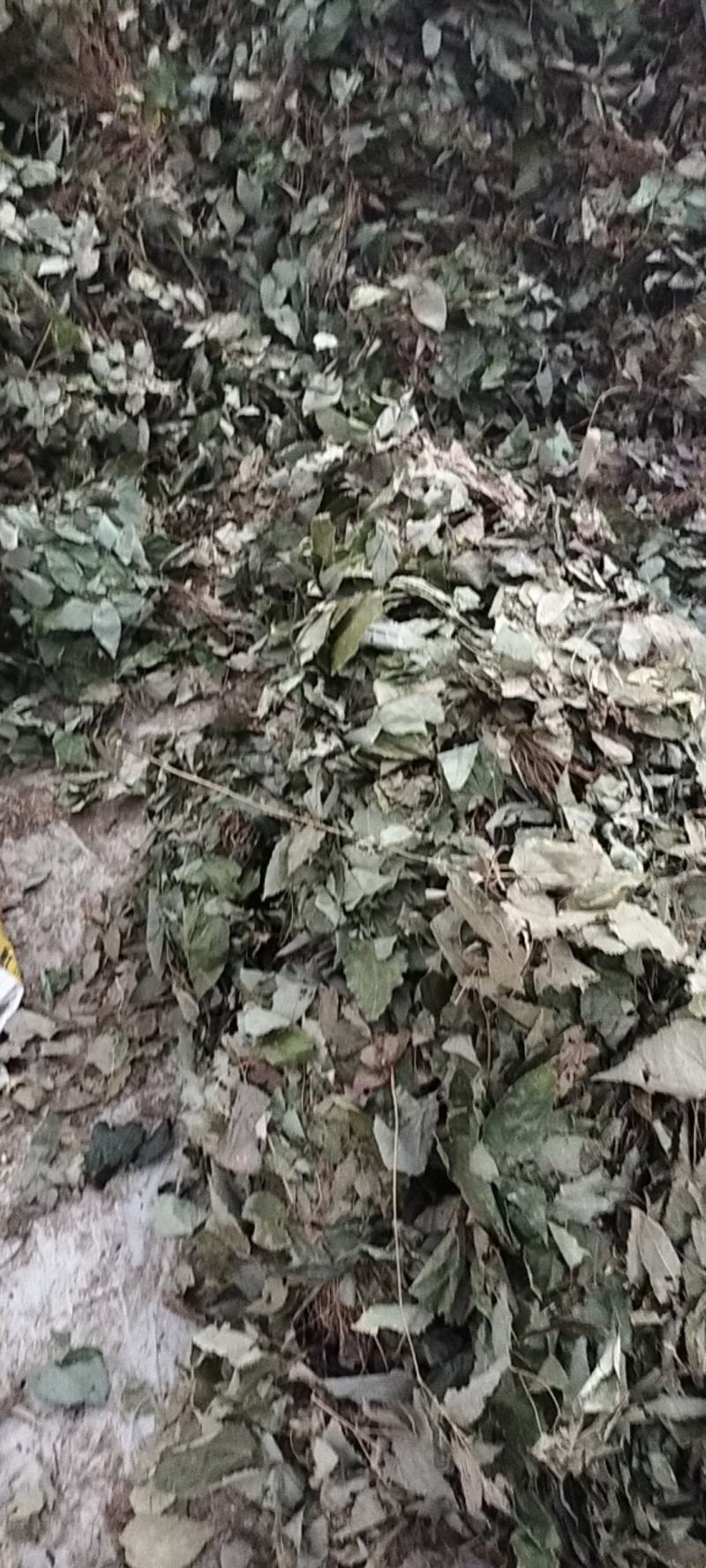 【精选】淫羊藿叶，工人手剪纯叶保质保量淫羊藿
