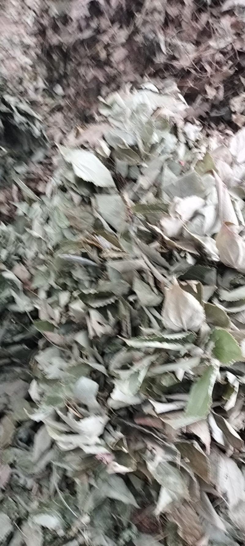【精选】淫羊藿叶，工人手剪纯叶保质保量淫羊藿