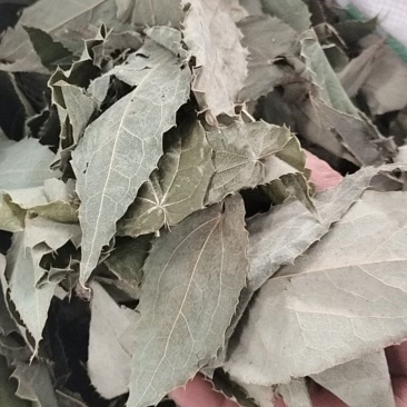 【精选】淫羊藿叶，工人手剪纯叶保质保量淫羊藿