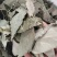 【精选】淫羊藿叶，工人手剪纯叶保质保量淫羊藿