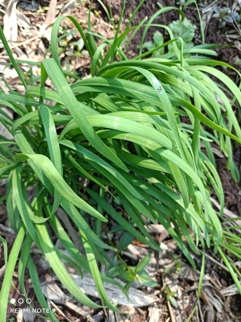 韭菜苗【人些喜欢吃的懒人菜，栽上拨草就行不用施肥也行】