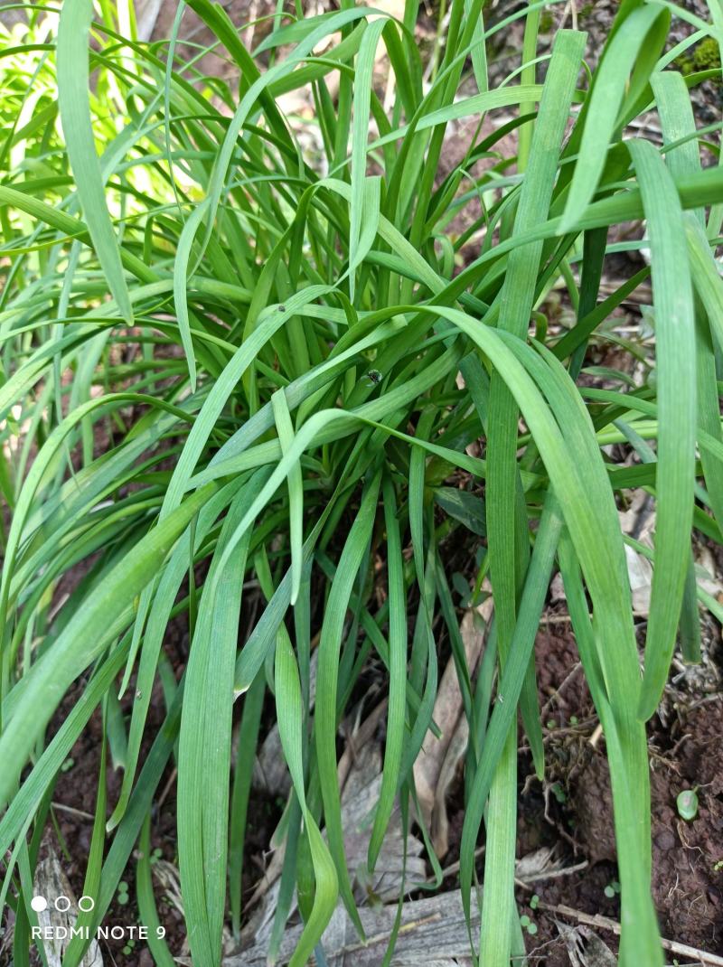 韭菜苗【人些喜欢吃的懒人菜，栽上拨草就行不用施肥也行】