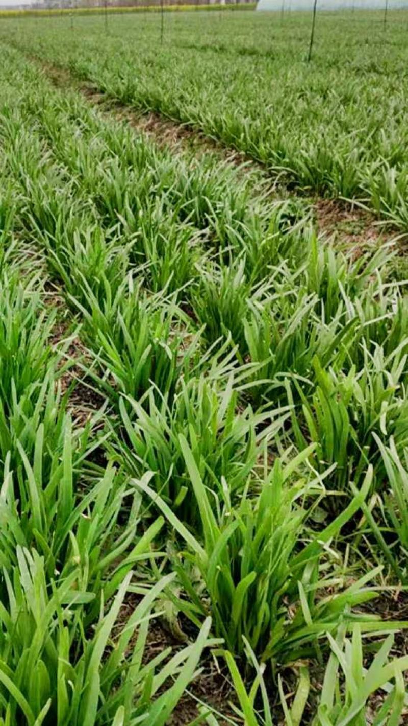 韭菜苗【人些喜欢吃的懒人菜，栽上拨草就行不用施肥也行】