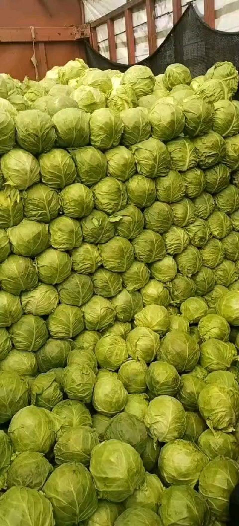 高质量甘蓝可以袋装散装各种电商平台批发超市
