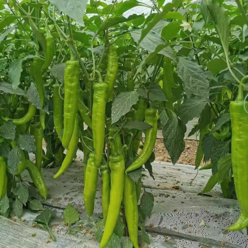 广西育苗种苗常年代育大青椒苗品种优，质量保证。