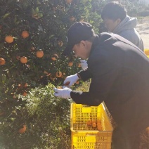 湖南邵阳新宁崀山脐橙