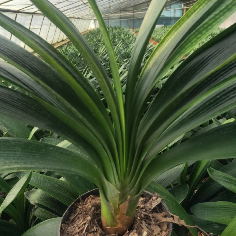 君子兰成兰种植基地苗好成活率高欢迎联系