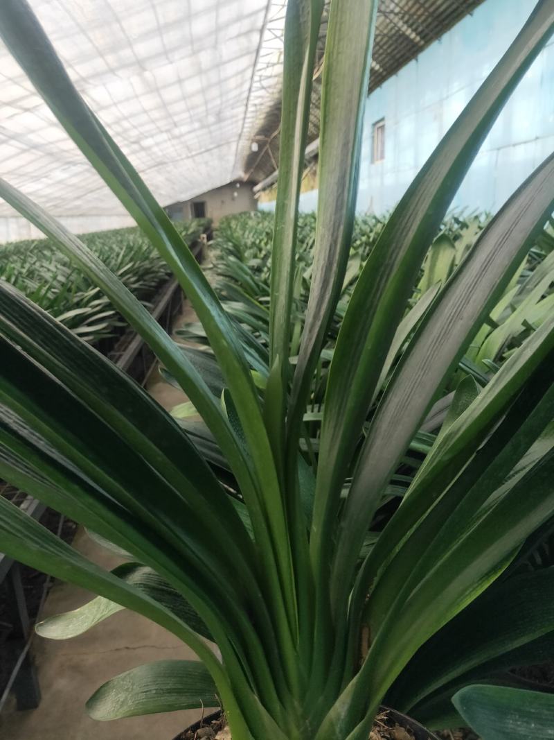君子兰成兰种植基地苗好成活率高欢迎联系