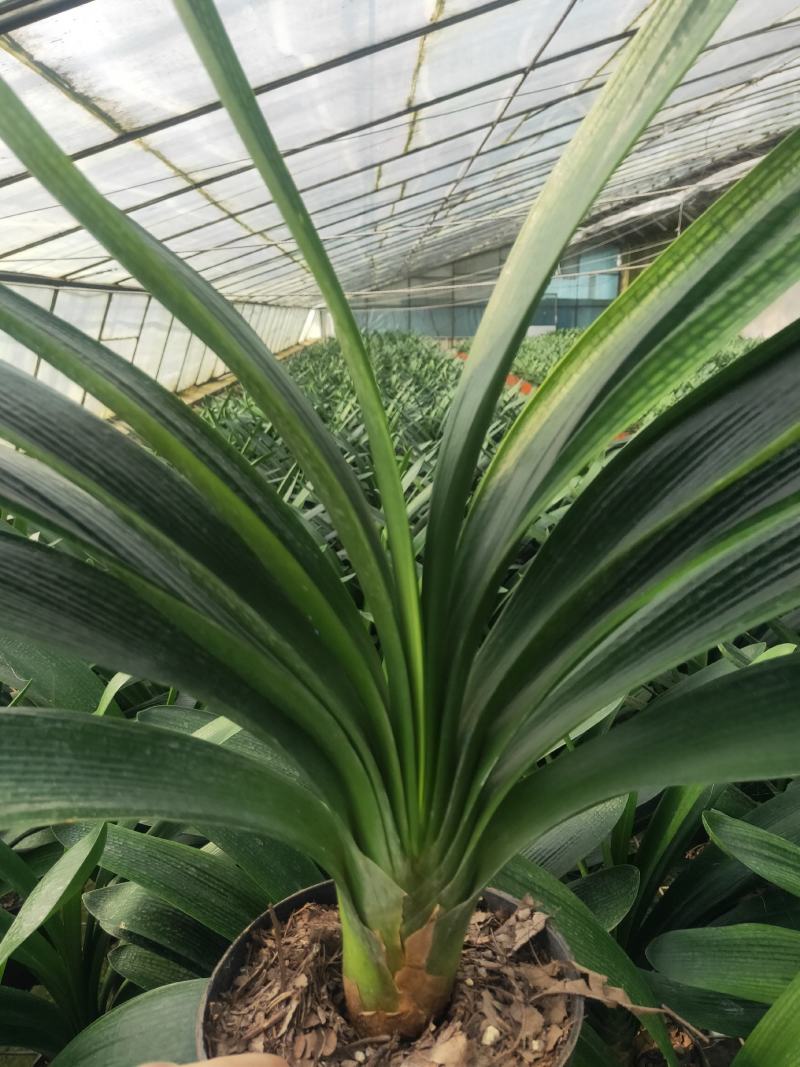 君子兰成兰种植基地苗好成活率高欢迎联系
