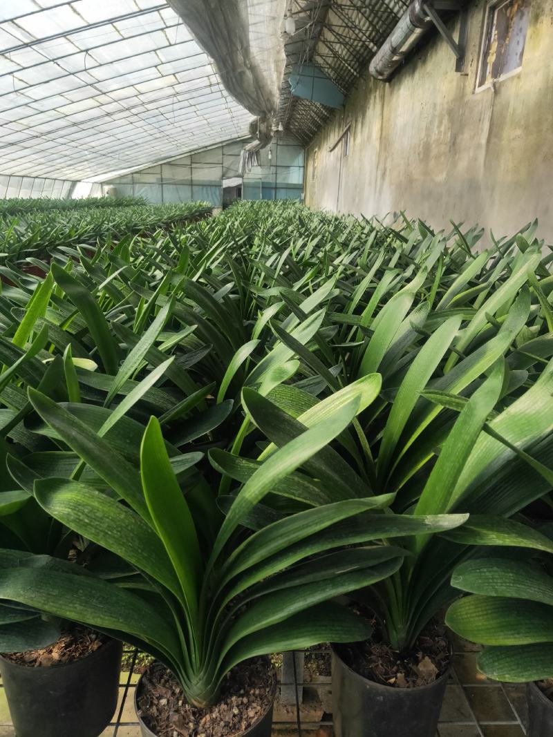 君子兰成兰种植基地苗好成活率高欢迎联系