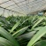 君子兰成兰种植基地苗好成活率高欢迎联系