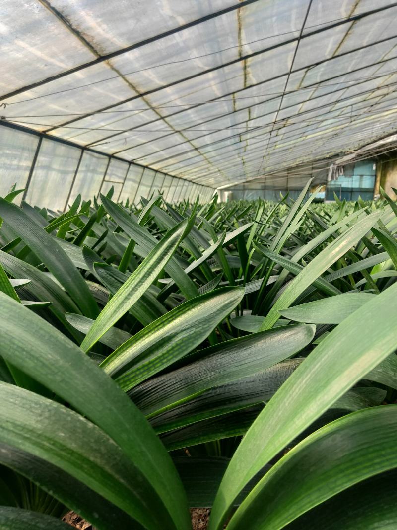 君子兰成兰种植基地苗好成活率高欢迎联系