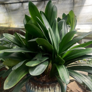 君子兰群兰君子兰种植基地欢迎联系咨询