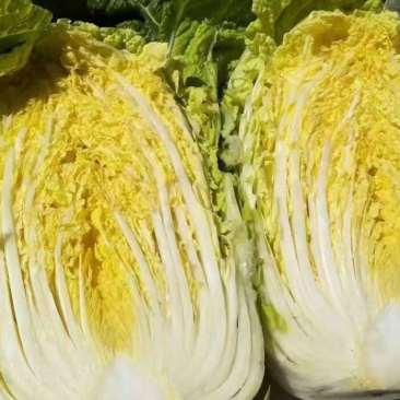 优质大白菜大量上市，七斤左右无虫眼质量好价格便宜
