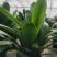 君子兰群兰君子兰种植基地欢迎联系咨询