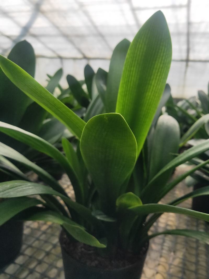 君子兰群兰君子兰种植基地欢迎联系咨询