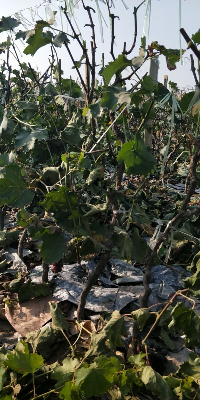 葡萄树，占地淘宝葡萄树