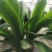 君子兰群兰君子兰种植基地欢迎联系咨询