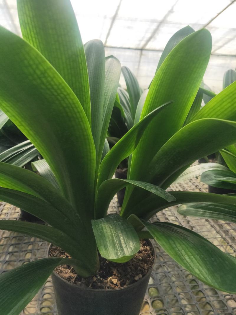 君子兰群兰君子兰种植基地欢迎联系咨询