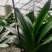 君子兰群兰君子兰种植基地欢迎联系咨询
