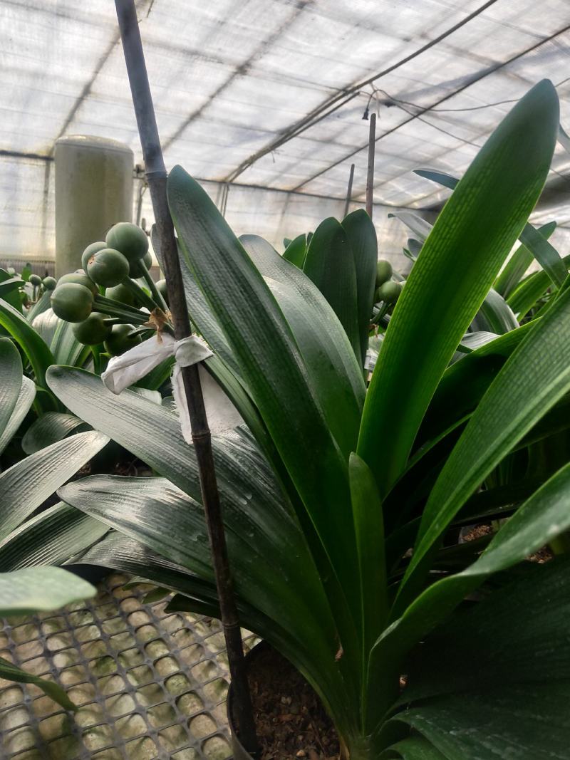 君子兰群兰君子兰种植基地欢迎联系咨询