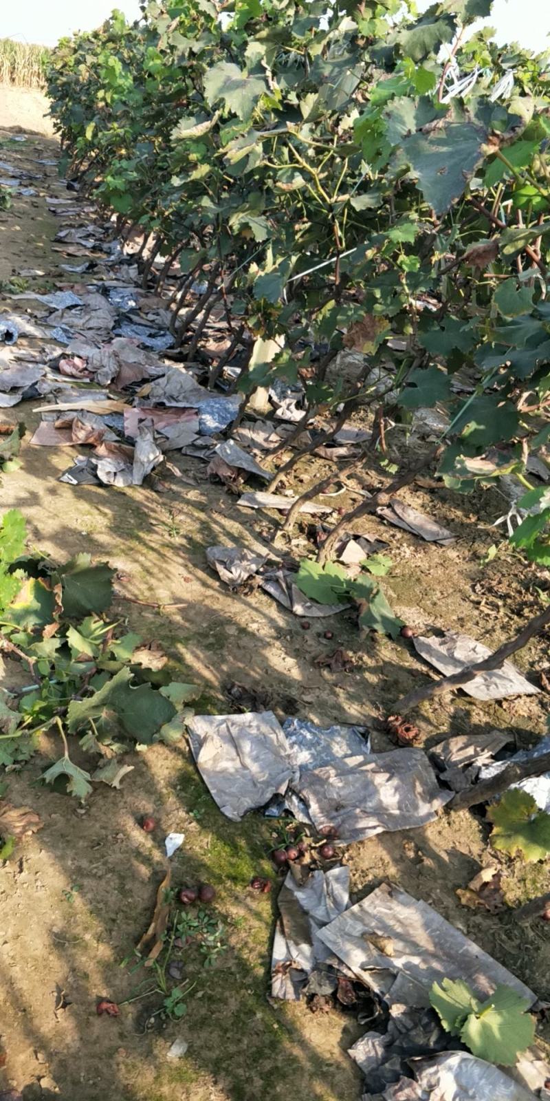 葡萄树，占地淘宝葡萄树