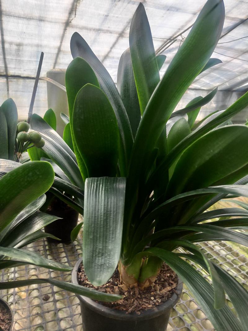 君子兰群兰君子兰种植基地欢迎联系咨询