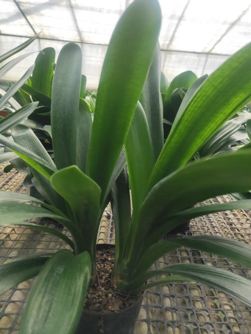 君子兰群兰君子兰种植基地欢迎联系咨询